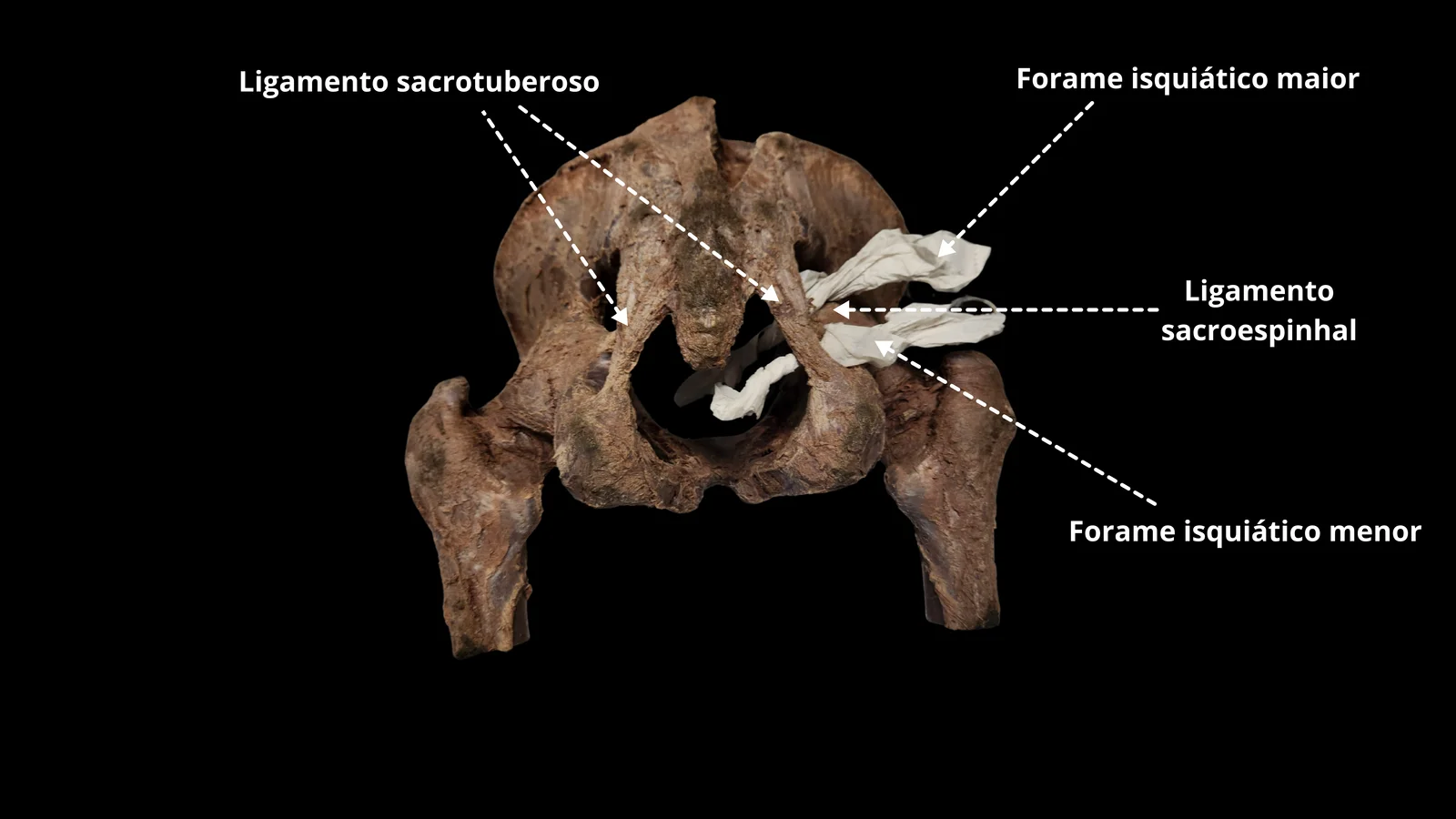 Ilustração 06 — Sistema Genital Feminino