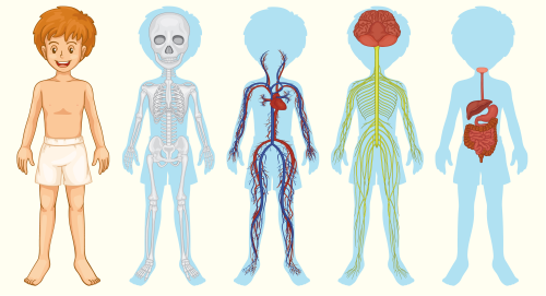 Explorando os Fundamentos: Uma Jornada pela Anatomia Básica