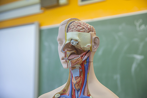 Anatomia Básica: Desvendando as Principais Estruturas do Corpo Humano