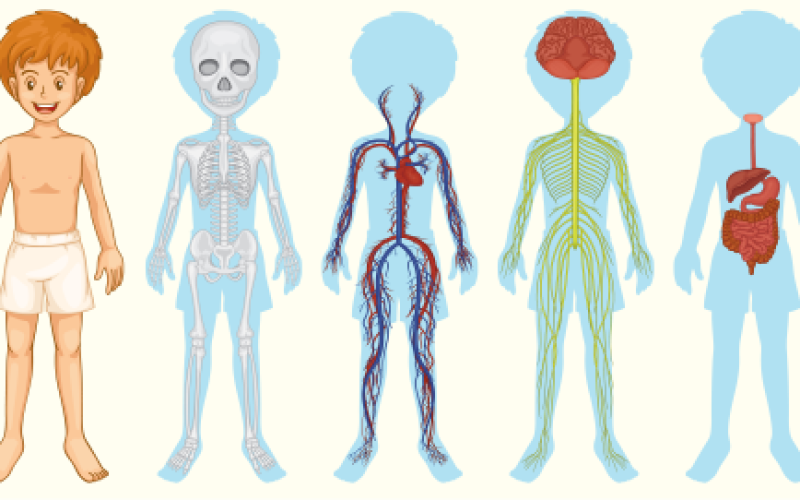 Explorando os Fundamentos: Uma Jornada pela Anatomia Básica