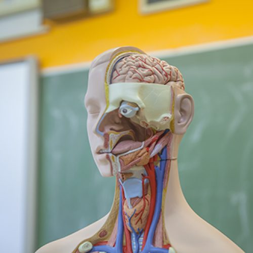 Anatomia Básica: Desvendando as Principais Estruturas do Corpo Humano